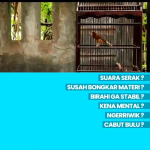 Nagata Juara Asli 100%  vitamin murai Batu cucak ijo kacer dan bisa buat semua burung Nagata juara juara nya vitamin burung