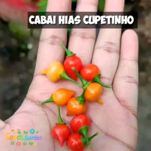 12 BUTIR BIJI/BENIH CABE LANGKA RED CHUPETINHO