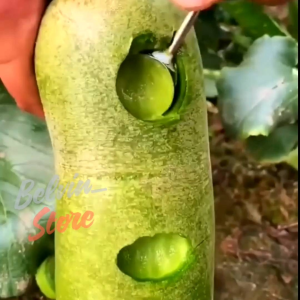 (-+700 butir) Benih tanaman lobak radish hijau import [kemasan pabrik]