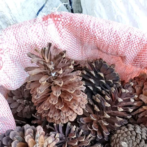 ดอกสน ดอกไม้ประดับ ดอกสนแห้ง ขนาดใหญ่ ชุดละ 10 ดอก