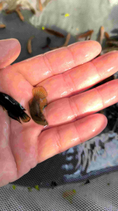 1 ตัว กล่อง สุ่มปลากัดป่าเพศผู้ กระบวนการกล่อง สุ่มปลากัดป่า 1 ตัว ส่วนผสม