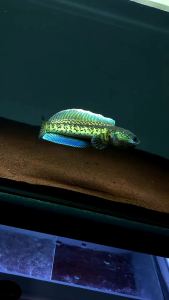 Pelet Katak Giling JuraganFish Aquatic Katak Murni Katak Sawah Channa Auranti