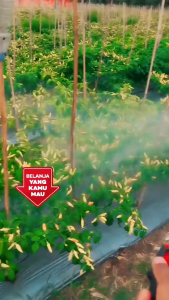 Bibit Benih Cabe Rawit Tahan Virus ROCKY ISI 10 GRAM CAP SAYAP DAUN Setara ORI 212