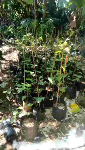Bibit tanaman cincau jelly rambat | cincau jeli | jelli