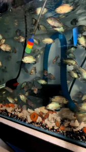 (2pcs) Flowerhorn thaisilk fries 1-2inch fish 本地蓝钻鱼苗 pellet trained