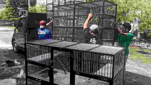 Kandang Kucing 4 Kamar Jumbo