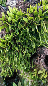 Sisik Naga Segar Bugar 300 Gram Siap Kirim seluruh Indonesia