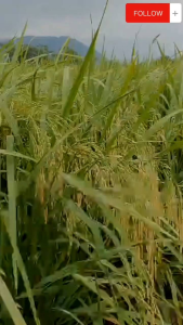 benih bibit padi TRISAKTI ( 1KG ) gabah super kualitas unggul