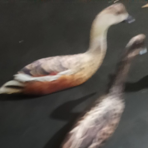 JONTROT BELIBIS BERBURU EFEKTIF PATUNG WALIWIS BURUNG RAWA pikat belibis kembang mirip asli