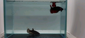 BETTA AVATAR AOC PAIR MALE+FEMALE (REGULAR) : Ready breed