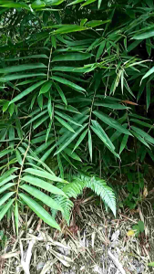 Daun bambu segar buat bacang 50 lembar daun bambu jumbo buat bacang