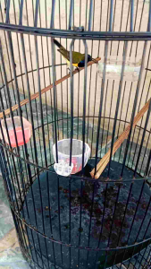 Vitamin penggacor burung Redzone high bosster