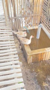 TELUR MENTOK MOCA MATA MERAH UNTUK DI TETASKAN