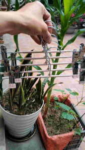 Móc Kẹp Đôi Khoảng Cách 31 cm Chất Liệu thép không gỉ