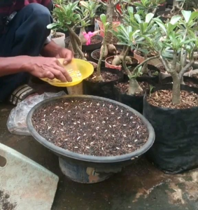 3 BUTIR BIJI/BENIH BUNGA ADENIUM / KAMBOJA JEPANG SINGLE LAYER (WARNA RANDOM)