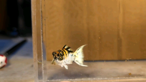 Red Head Balloon Molly Fish(Female) 红头短身气球茉莉鱼(母)❗️(Not random fish)❗️Fish same as order❗️37