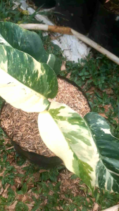 Tanaman philo dendrum evip varigata putih: Tanaman Hias Hidup