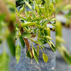 5 BIJI BENIH CABE YELLOW SWEET ITALIAN