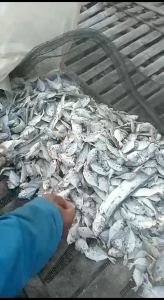 PROMO IKAN ASIN CAMPURAN MIX / IKAN ASIN PETEK MURAH 1KG