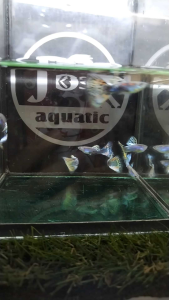 Guppy Rojak/Reject Fish (Random Choose)