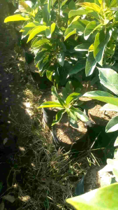 Bibit Alpokat Mentega Jumbo Hasil Okulasi