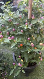 #พริกตุ้ม พริกลูกปัดหลากสี ลูกเล็กกลมๆ แต่เผ็ดเหมือนพริกทั่วไป คล้ายมะเขือพวง แต่เนื้อในของพริกตุ้มแน่นกรอบ หากเคี้ยวทั้งเม็ดให้แตกในปากจะได้รสชาติเผ็ดหอม แต่หายเผ็ดเร็วกว่าพริกขี้หนู ปลูกไว้เป็นไม้ประดับสีสวน เพิ่มสีสันให้สวน หรือ ใช้เป็นพืชสวนครัวทานได้