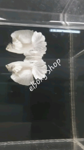 Full White Dumbo Halfmoon Betta