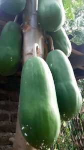Buah Pepaya Fresh dari Pohon