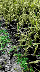 benih padi Bibit Unggul kemasan 5kg padi istimewa kualitas tinggi dan tahan terhadap hama