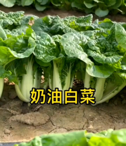 BIJI | BENIH SAWI BABY PAKCOY/SAWI NAI BAI