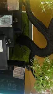 Pin Oneplus 9 pro / pin 1 + 9 pro / pin One plus 9pro / BLP827 hàng chuẩn giá tốt