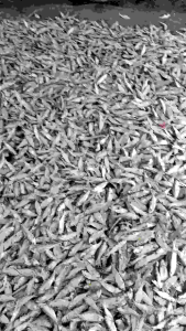 IKAN ASIN TEMBANG/GESEK TEMBANG SISIK KACA MURAH