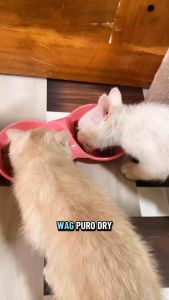 FurZo 400g High-Protein Grain-Free Canned cat Wet Food High meat content Digestive Health