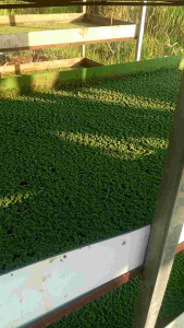 Bibit Azolla Murni kemasan 1kg
