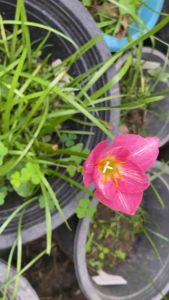 ภ.หัวดอกบัวดิน Pink Needles หัวละ 25บาท