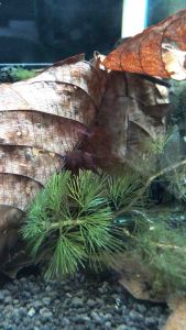 Coccina Betta/Wild Betta/Readystock/Freshwater/OrnamentalFish