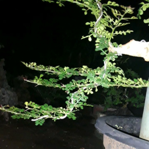 BAHAN BONSAI KAWISTA BATU OTR