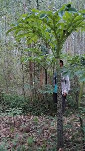 บุกคางคก  กิโลกรัมละ75 บาท