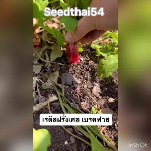 เมล็ดแรดิชเมล็ดสวีทแรดิชผลม่วง 300เมล็ด