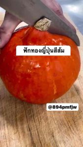 เมล็ดฟักทองญี่ปุ่นสีส้ม 20-25เมล็ด เมล็ดพันธุ์ฟักทองญี่ปุ่นสีส้ม Orange Japanese Pumpkin Seeds
