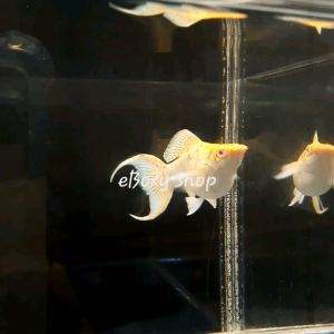 Albino Golden Red Eye Balloon Molly Fish