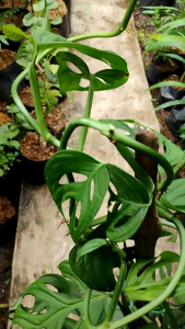 Monstera Adansonii / 窟窿龟背竹 / Janda Bolong / छेददार पौधा (Singapore: Swiss Cheese Plant) – Trendy Look Air Purifying Ea