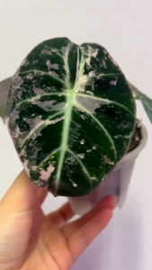Alocasia black velvetโทนด่างม่วง ขายแบบไข่เพาะชำในถ้วยอบอย่างดี