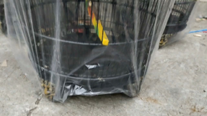 SANGKAR BURUNG BERKUALITAS KANDANG PERKUTUT BARONG SUPER ASLI LOKAL CIANJUR TERBAIK