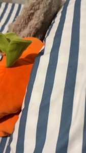 3-in-1 Premium Canadian Cotton / Stripes / Non Fading [1 Bedsheet and 2pcs Pillowcases]
