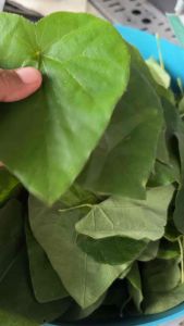 ใบหมาน้อยออแกนิคเก็บสดใบใหญ่(บรรจุ25ใบ)