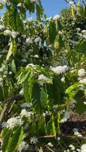 [tiết kiệm] 2 Lít mật ong nguyên chất hoa cà phê - thương hiệu mật ong Họ Hồ mật thật giá trị thật - mật ông Honey - Cam kết mật ong rừng hoa cafe - mật ông nguyên chất - mật ong hoa cà phê