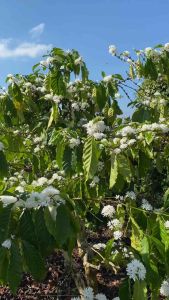 [sale mạnh] Mật Ong Họ Hồ  - mật thật giá trị thật - Mật ong hoa cà phê nguyên chất - được nhiều người chọn - 1 lít nặng 1400g Cam kết mật ong rừng hoa cafe - mật ông nguyên chất - Bán chạy bách hóa - ăn vặt - đồ ăn vặt