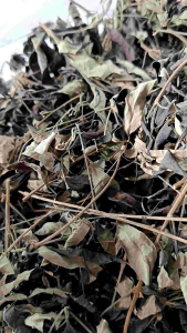 1kg Cây Ngũ Chảo - phơi khô