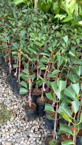 หว้าดำยักษ์ฟิลิปปินส์ (เสียบยอด) รับประกันสายพันธุ์แท้